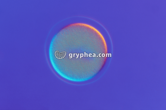 Oursin - Cellule-oeuf x100 - gryphea.org